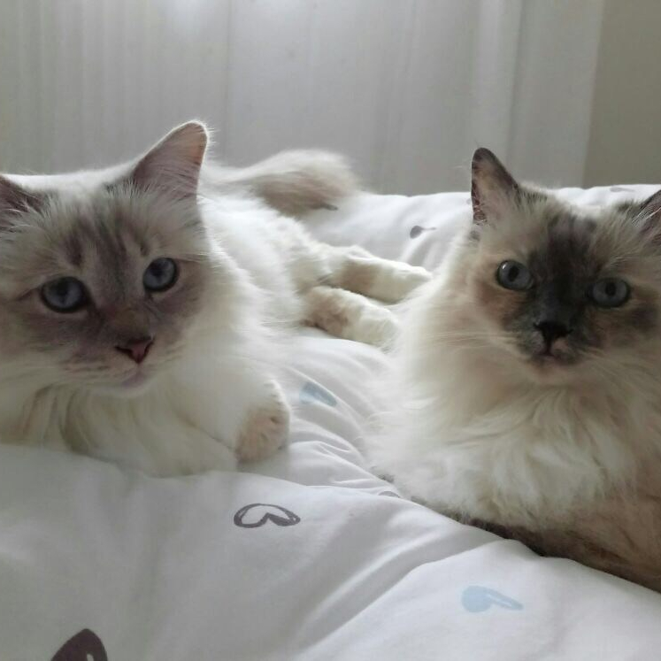 cropped-apple2018-08-06-068